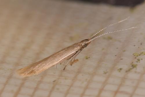 Coleophora caespititiella